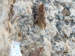 Fulgoromorpha