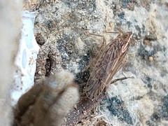 Fulgoromorpha