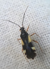 Dryophilocoris flavoquadrimaculatus