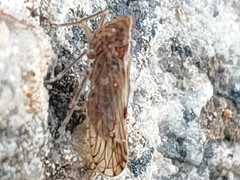 Fulgoromorpha