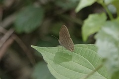 Mycalesis janardana