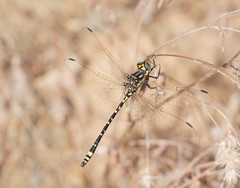 Eusynthemis virgula