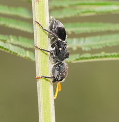 Trogodendron fasciculatum