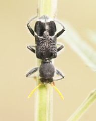 Trogodendron fasciculatum