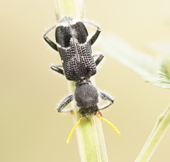 Trogodendron fasciculatum