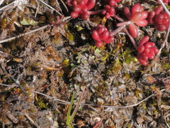 Riccia subbifurca