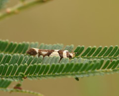 Macrobathra desmotoma