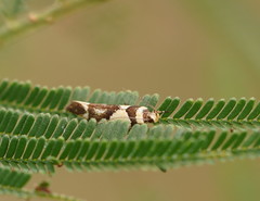 Macrobathra desmotoma