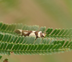 Macrobathra desmotoma
