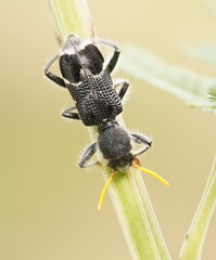 Trogodendron fasciculatum