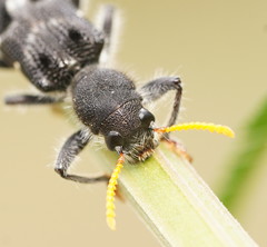 Trogodendron fasciculatum