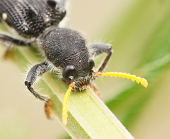Trogodendron fasciculatum