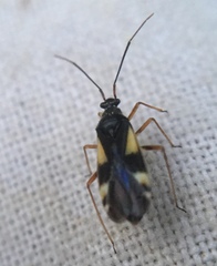 Dryophilocoris flavoquadrimaculatus