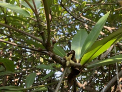 Rhizophora