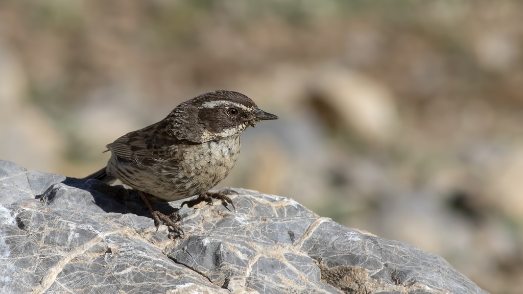 Radde's Accentor