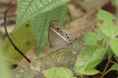Mycalesis perseoides