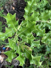 Acanthus ilicifolius