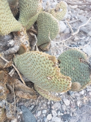 Opuntia basilaris