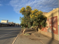 Eucalyptus erythrocorys