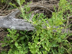 Acanthus ilicifolius