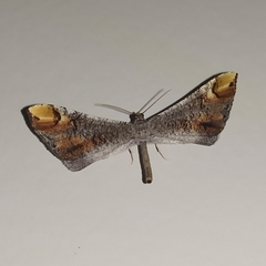 Macrosoma paularia