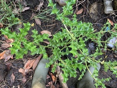 Acanthus ilicifolius