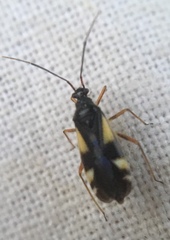 Dryophilocoris flavoquadrimaculatus