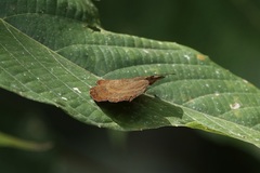 Ariadne isaeus