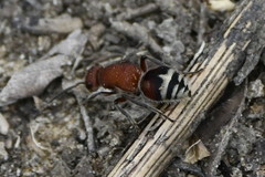 Timulla ferrugata