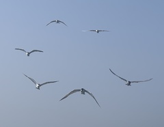 Laridae