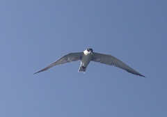 Laridae
