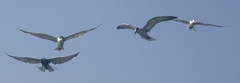 Laridae
