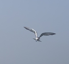 Laridae
