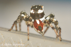 Salticidae