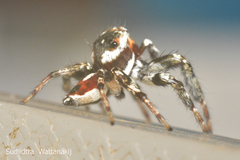 Salticidae