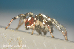 Salticidae