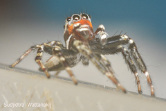 Salticidae