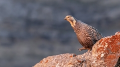 Tetraogallus caspius