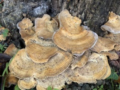 Trametes