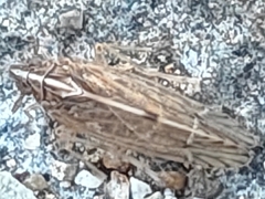 Fulgoromorpha