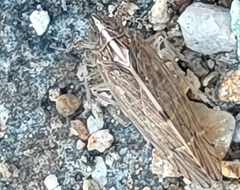 Fulgoromorpha
