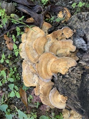 Trametes