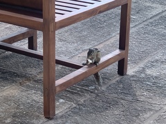 Funambulus palmarum
