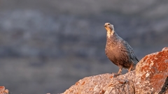 Tetraogallus caspius