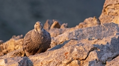 Tetraogallus caspius