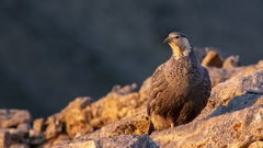 Tetraogallus caspius