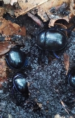 Anoplotrupes stercorosus