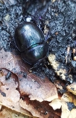 Anoplotrupes stercorosus