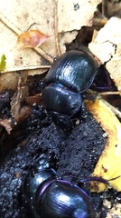 Anoplotrupes stercorosus