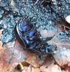 Anoplotrupes stercorosus